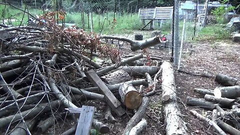 Cutting A Massive Pile Of Wood For This Winter