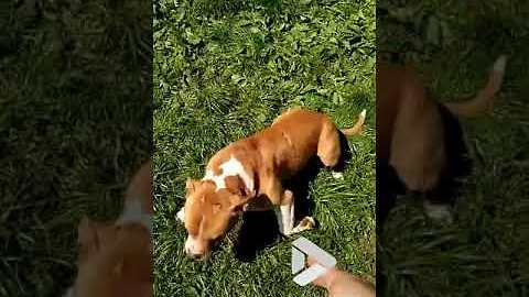 Pit bull plays dead when shot || Viral Video UK
