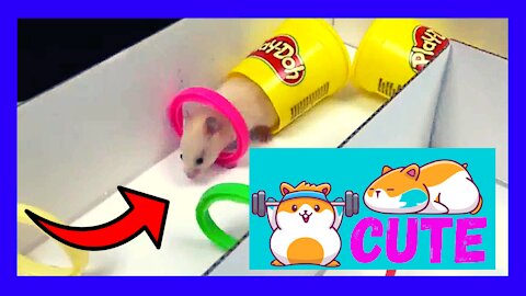 Cute Hamster Toy Obstacles Compilation