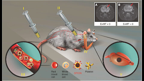 Nanoparticelle magnetiche nei vaccini contro il Covid.