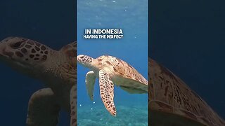 🇮🇩 Beach Workouts, Sea Statues, Turtles and much more… 🐢 #gilitrawangan #indonesia #training