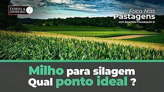 Milho para silagem: qual ponto ideal ? Foco nas Pastagens responde