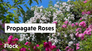 PROPAGATE ROSES Like A Pro — Ep. 040