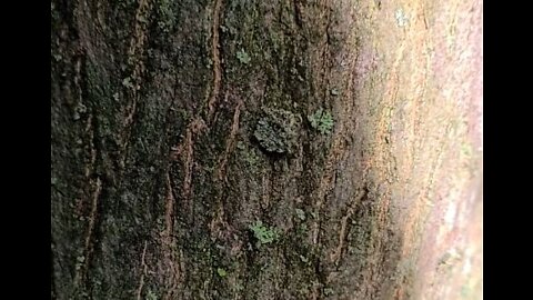 Moving Lichen on Japanese Snowbells --What is it?!