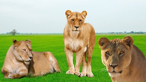 lioness sound - lioness roaring