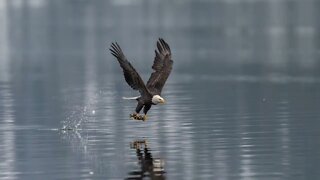 Bald Eagle Diving for Fish, Sony A1/Sony Alpha 1, 4k