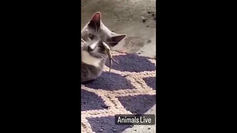 Funniest Animals Videos - Funny Cats And Dogs Videos