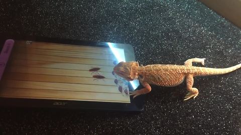 Bearded Dragon successfully plays game on tablet