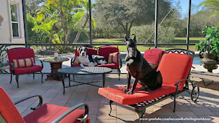 Great Danes Love Sitting Like The Peoples Do In the Florida Sunshine