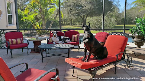 Great Danes Love Sitting Like The Peoples Do In the Florida Sunshine