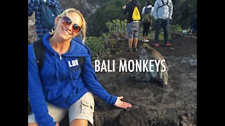 Bali Monkeys Are Naughty