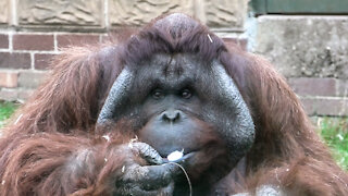 Slobbering Orangutan Loves To Eat The Snow