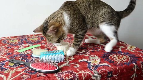 Funny Cat Likes the Wooden Brush Best