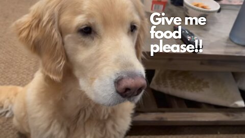 ASMR | Golden retriever SNORTS while eating!