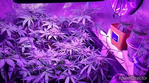 Let's Grow Autoflowers 2gether Day 85