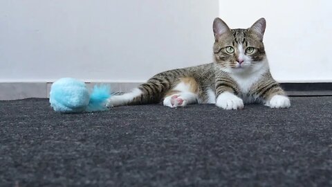 Tabby Cat with Blue Toy