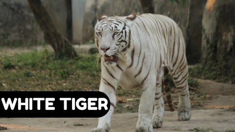#kolinsky • White Tigers Captive in the Zoo