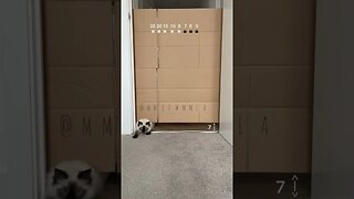 CAT VIDEO