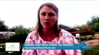 Farming Vegetables During The Pandemic // Crescendum Flower Farm