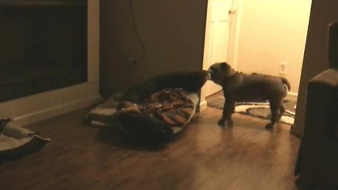 Lonely English Bulldog Drags Her Bed To Owners’ Bedroom Door