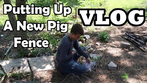 A Boy & His Pigs//Kune Kune//Vlog