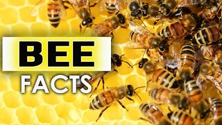 30 INTERESTING FACTS ABOUT BEES -HD | BUMBLE BEES | HONEY BEES | THE LARGEST BEE SPECIES