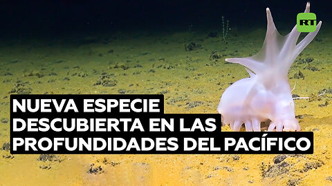 ‘Cerdo Barbie’: la nueva especie descubierta en las profundidades del Pacífico