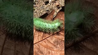 Amazon Butterflies and Caterpillars pt 7 #shorts #butterfly #caterpillar