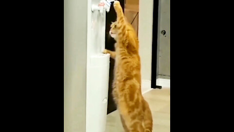 Scary! cat did something unbelievable