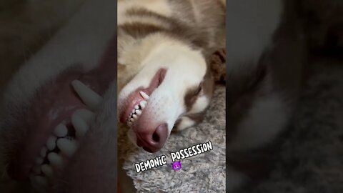The Different Sleeping Positions of my Husky
