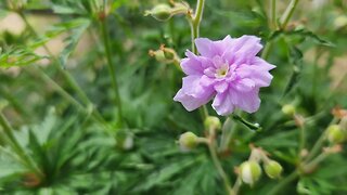 July 2022 Full Garden Tour! Seed Saving and Staple Crops