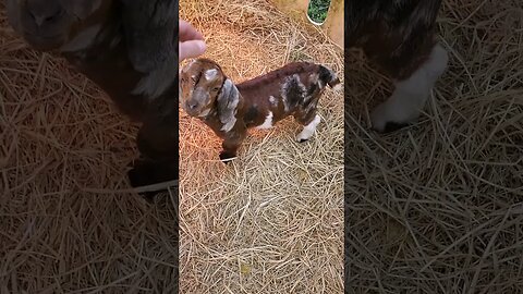 cute baby goat #shorts