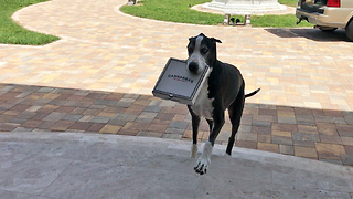 Great Dane acts as pizza delivery service