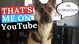 Dog Watches Herself On YouTube | Dog Thinks She's Famous