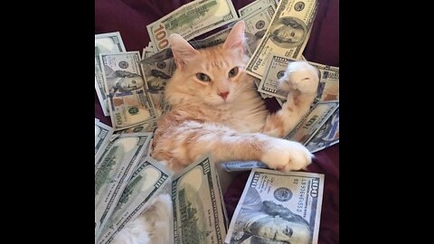 My cute cat loves money good night