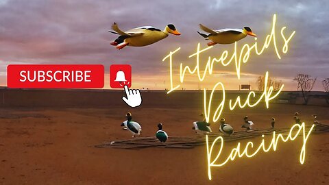 Live Duck Race #8 | Wed 14th June 11am Adelaide Time | Intrepids