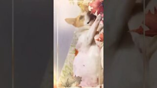 cute puppies cute | puppy videos | cute puppies shorts 50 | short vlogs 🐕#shorts #trendingvideo #dog