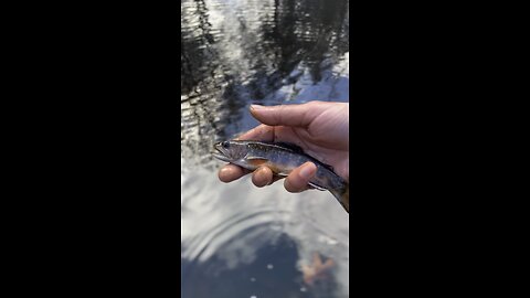 Tiny Brook trout