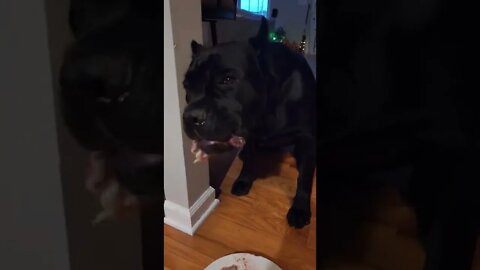 Cane Corso Puppy CRUNCH Through Bone #shorts #viral #pets