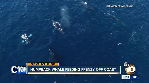 Humpback whale feeding frenzy off coast