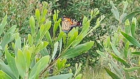 Australian Monarch Butterfly (Heaven On Gaia) @ Old Bar NSW