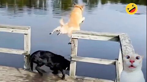 New Funny Animals 😂 Funniest Cats and Dogs Videos 😺🐶 Part 120