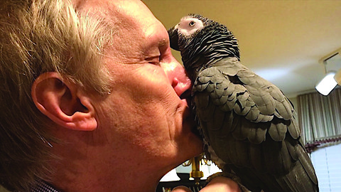 Parrot gives heartwarming welcome as owner returns from trip
