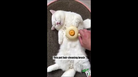best way to remove pet extra hairs