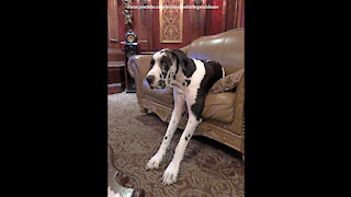 Sleepy Great Dane Falls Asleep Sitting Upright Like The Peoples Do