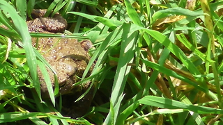 Monkey humorously grossed out by slimy toad