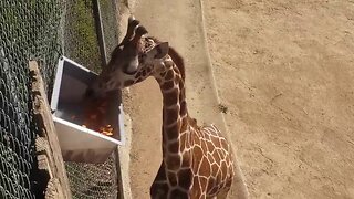 Oakland Zoo Giraffe Celebrates His Fourth Birthday