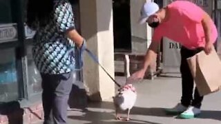Man touches goose, regrets immediately