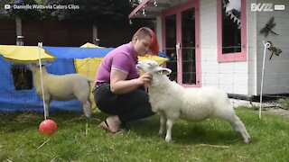 Família vive com ovelhas como se fosse cães de estimação