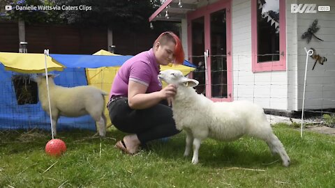 Família vive com ovelhas como se fosse cães de estimação